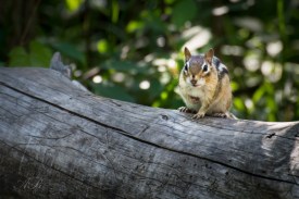 Chippy on a Log by Anne Jones