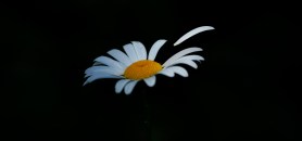 He loves me w loves me not