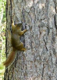 I'm Stucked by Amy Lo