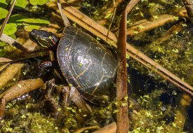 Let me Catch my Breath by Amy Lo