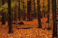 forest-floor-in-fall-by-ken-wilson