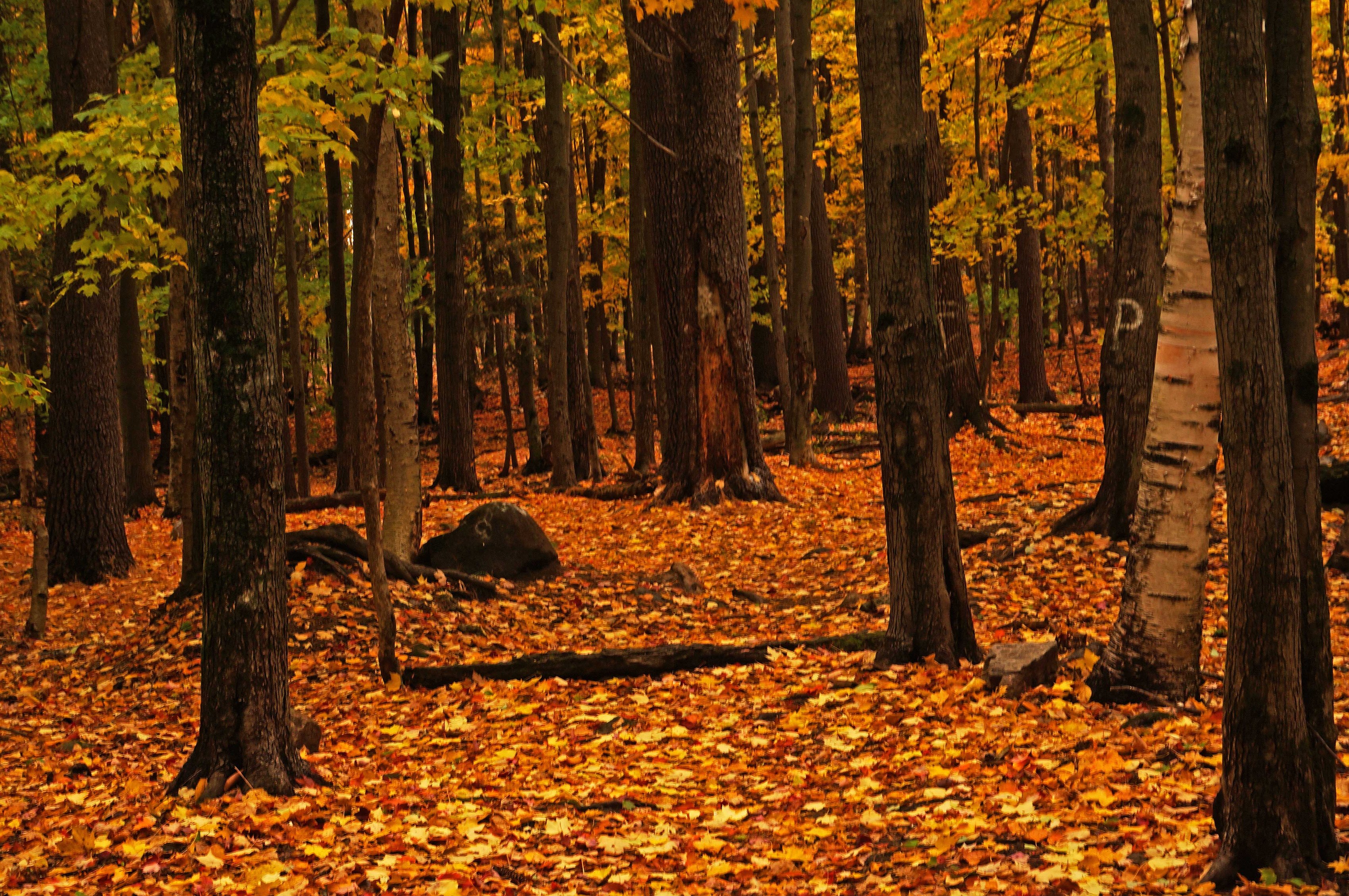 forest-floor-in-fall-by-ken-wilson
