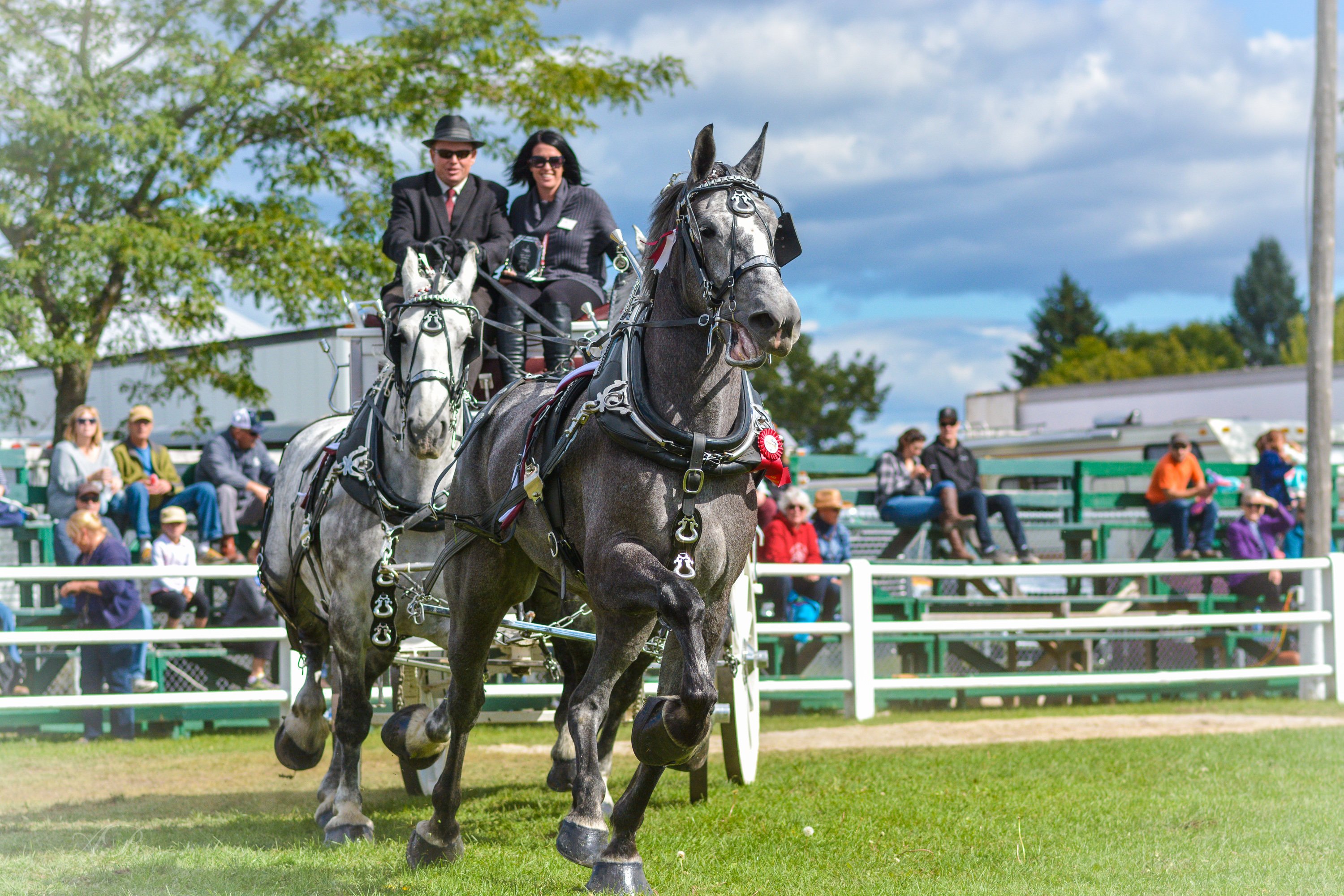 Winning Team By Anne Jones.jpg