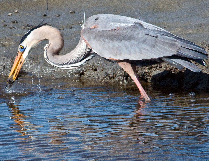 2-march-hints-for-nature-and-wildlife-tips-huntington-beach-8-d2745