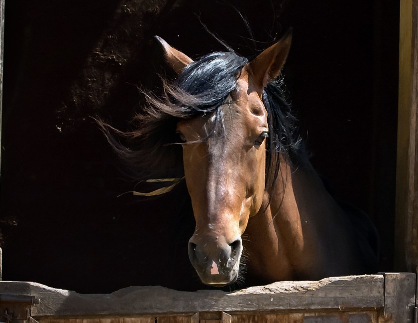 Majestic Paso Horse by Marg Jackman