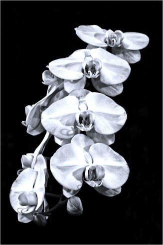 orchids by Ron Pierce