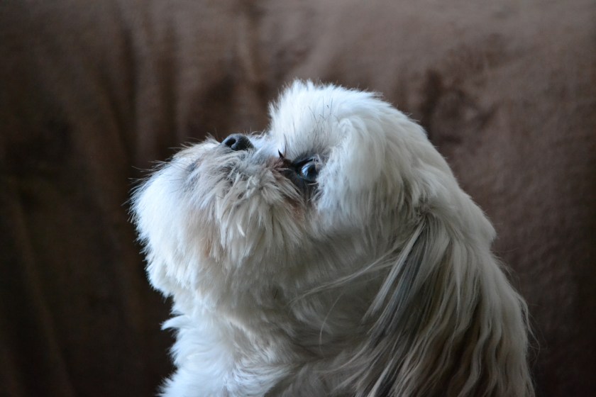 Honourable Mention - Contemplative Moment by Lorraine Winterton (dog)