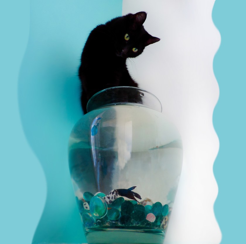 Honourable Mention - Mischiefwith wiggily lines - because its art! by Val Collins (cat and fish)