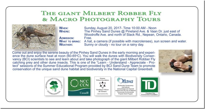 Robber Fly Tour 2017