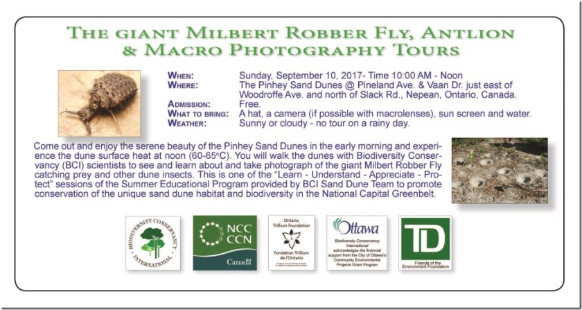 Robber Fly Antlion Tour 2017-09-10