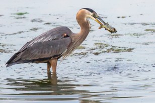Spear Fishing by Phil Tughan