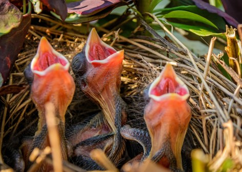 3 Eager Nestlings by Amy Lo