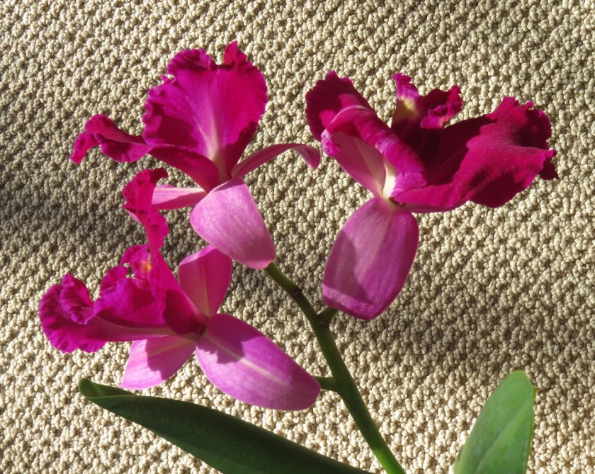 Just Three Orchids by Ann Williams