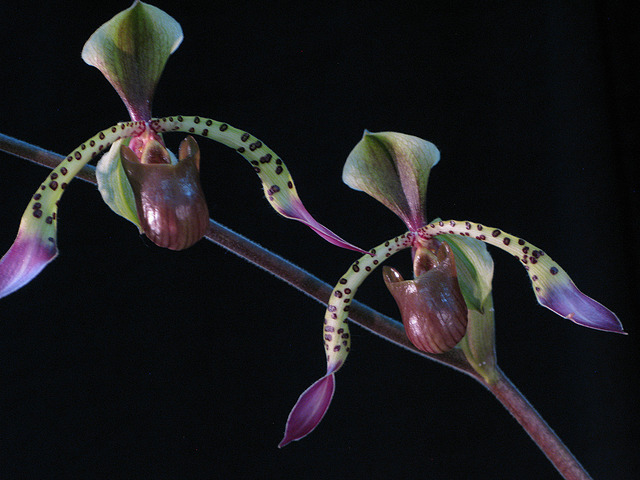 Spray by Ann Williams