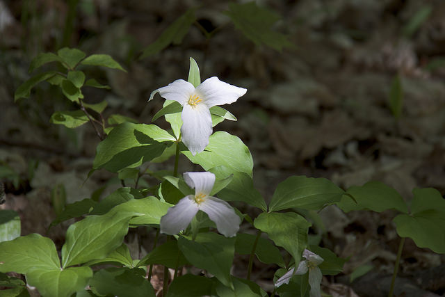 16886837611_c66d193bb8_z