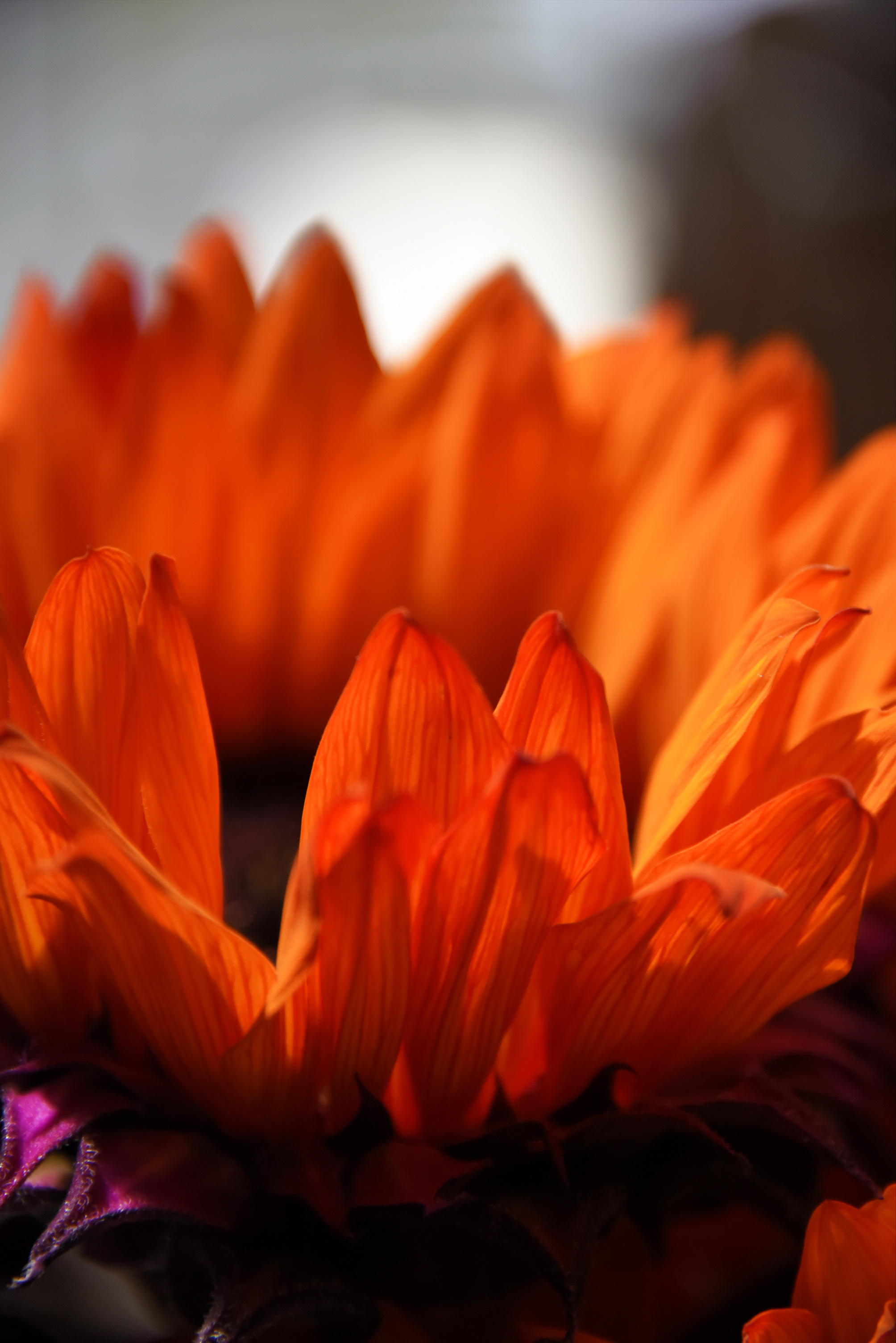 Fire Flower by Gary Hollingworth