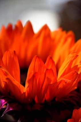 Fire Flower by Gary Hollingworth