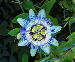 Flower in centre by Frank Knor