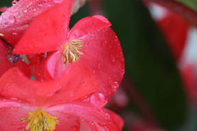 wet flower by Dennis J Lazowski