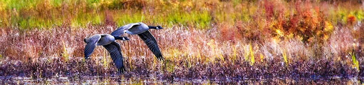 Kanata Seniors' Centre Camera Club