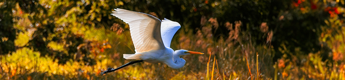Kanata Seniors' Centre Camera Club